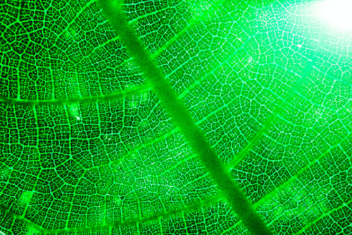 Devenir entrepreneur en 2025. Découvrez les 3 secteurs porteurs : technologies vertes, santé connectée et intelligence artificielle. Saisissez les meilleures opportunités pour réussir dans l'entrepreneuriat.